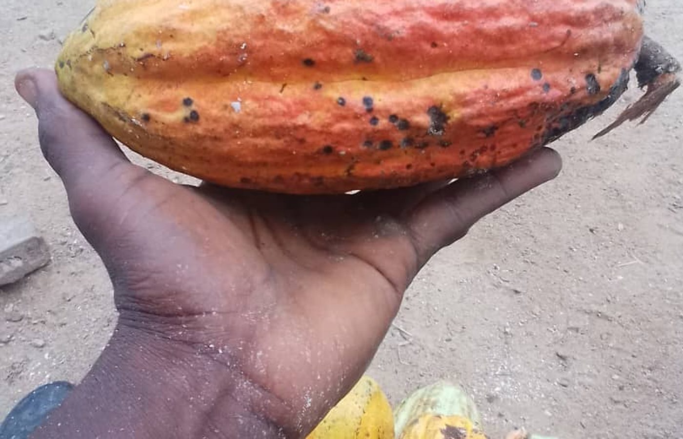 A ripe cocoa pod grown on the Makaya Farms estate