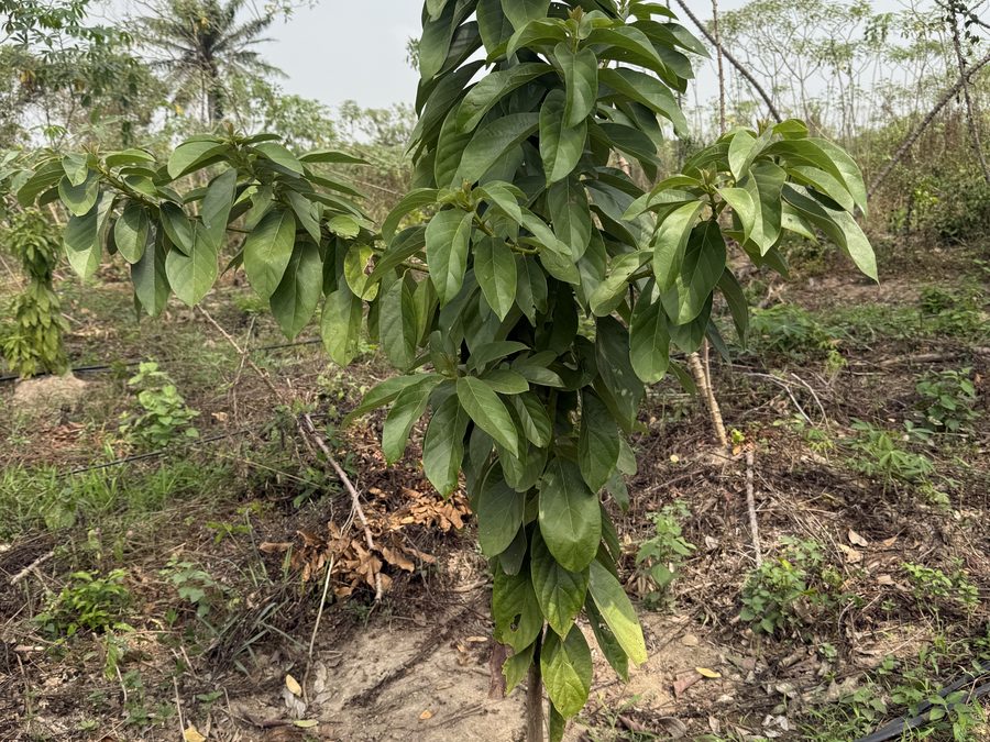 Avocado