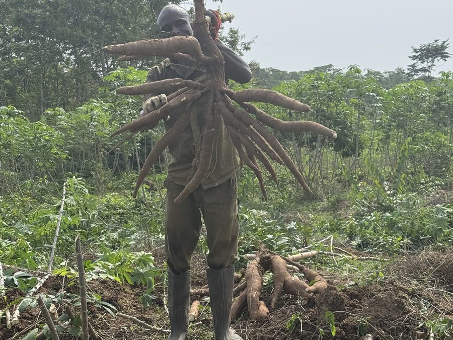 Cassava