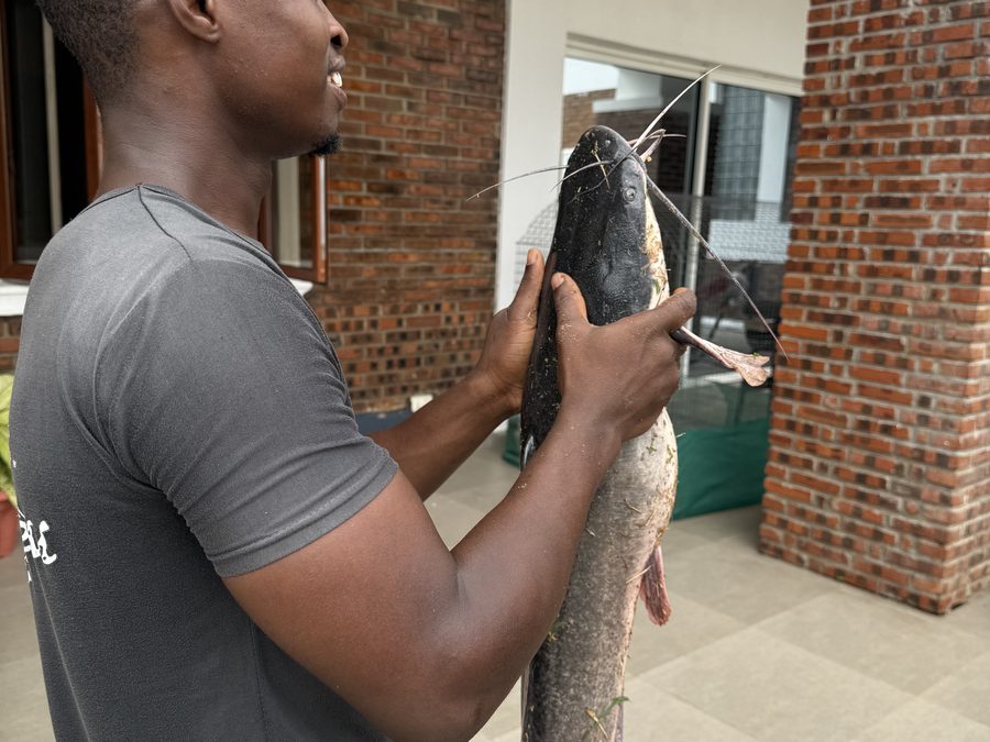 Catfish
