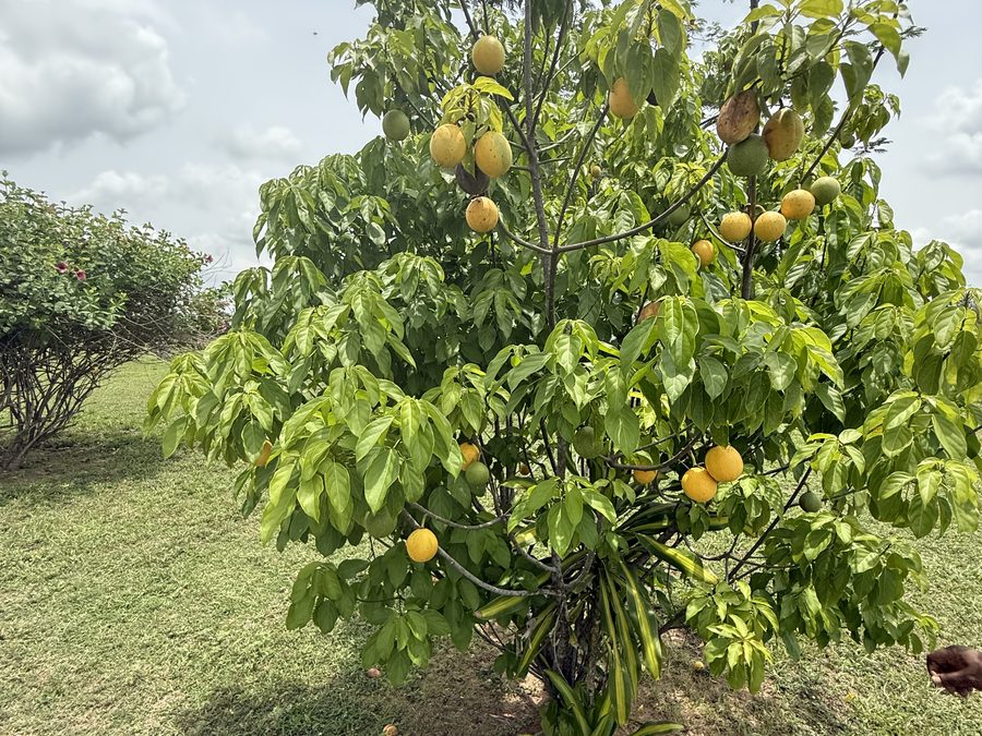 Citrus