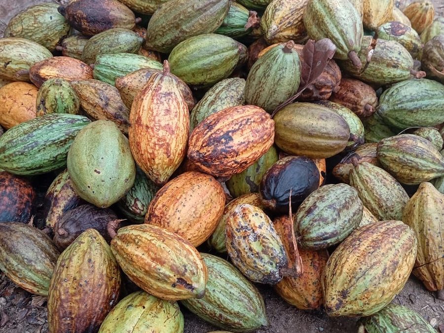 Makaya cocoa beans, export grade