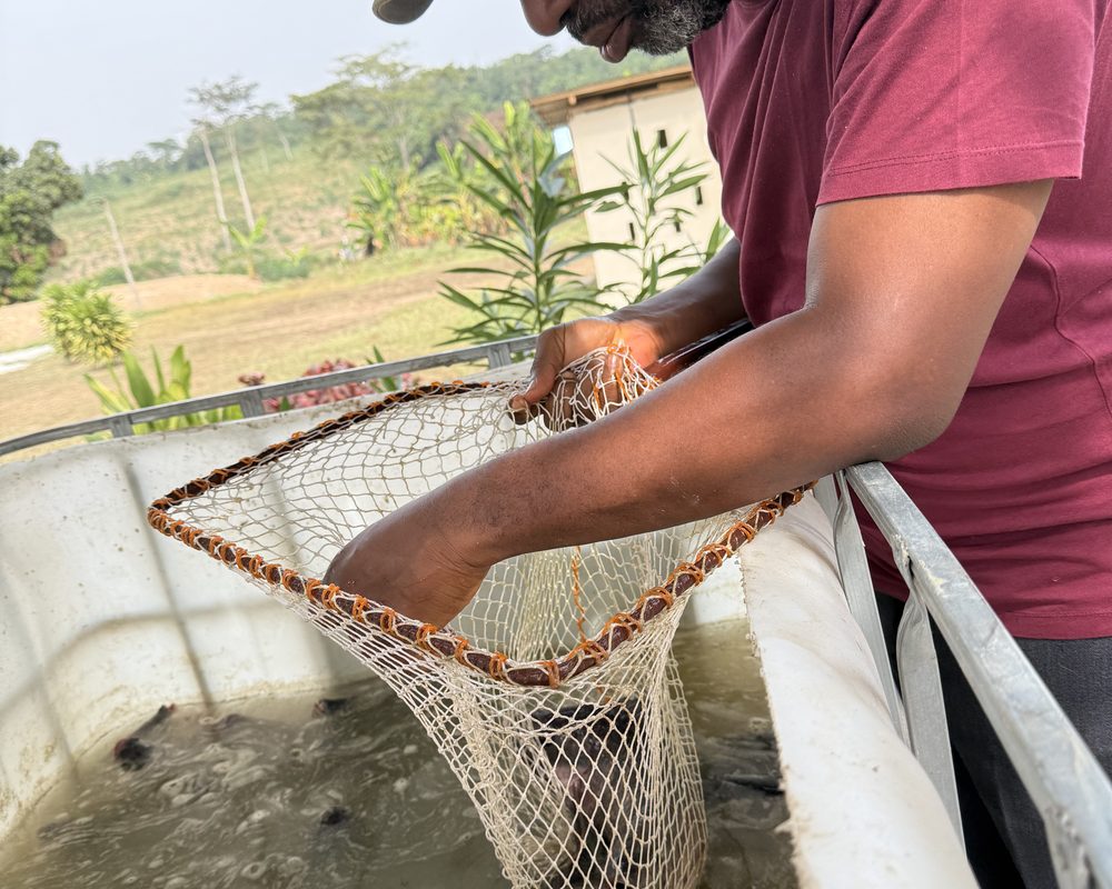 Fish harvest at the estate ponds