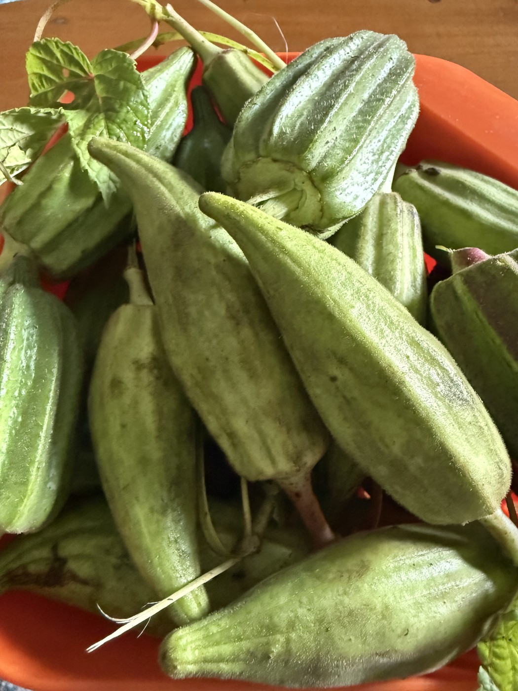 Freshly harvested greenhouse vegetables in a bowl at Makaya Farms