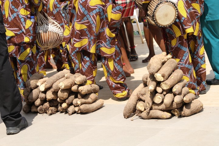Piles of harvested yams on the ground surrounded by drummers in traditional cloth