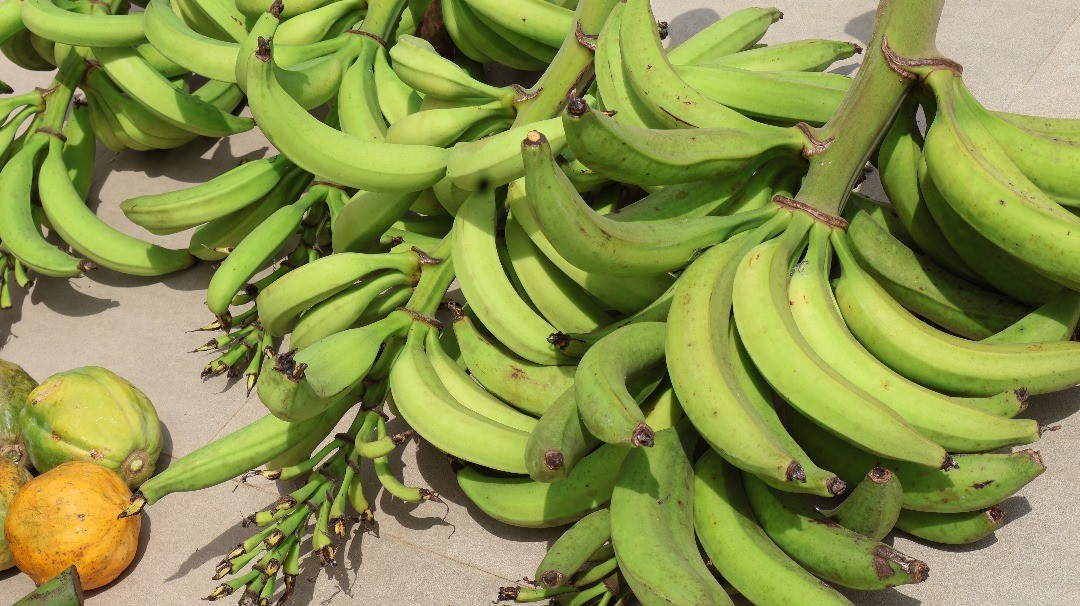 Bunches of green plantain with a citrus fruit from the Makaya Farms orchard