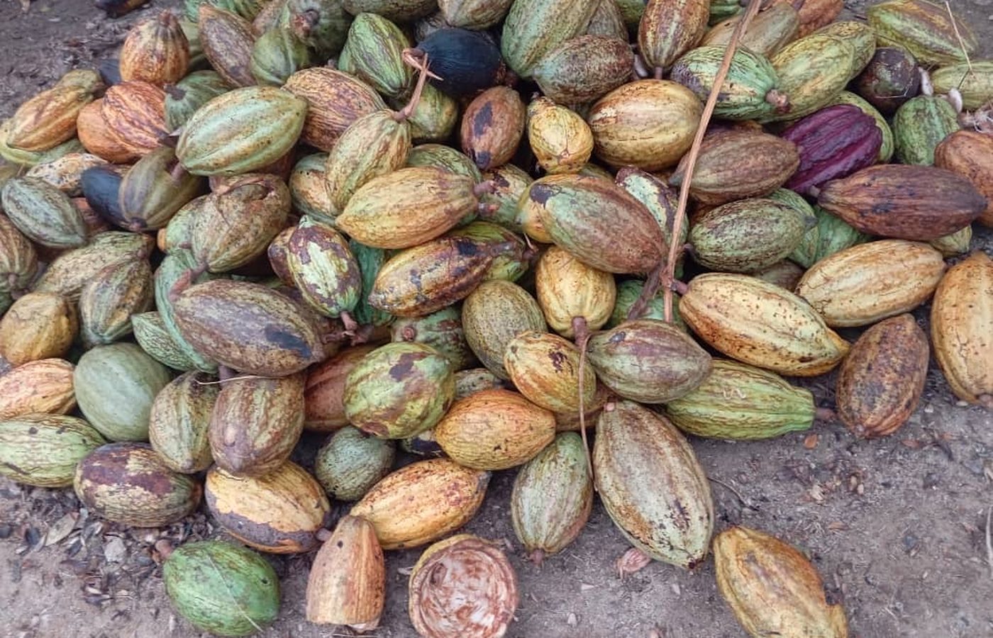 Cocoa harvest on the Makaya Farms estate