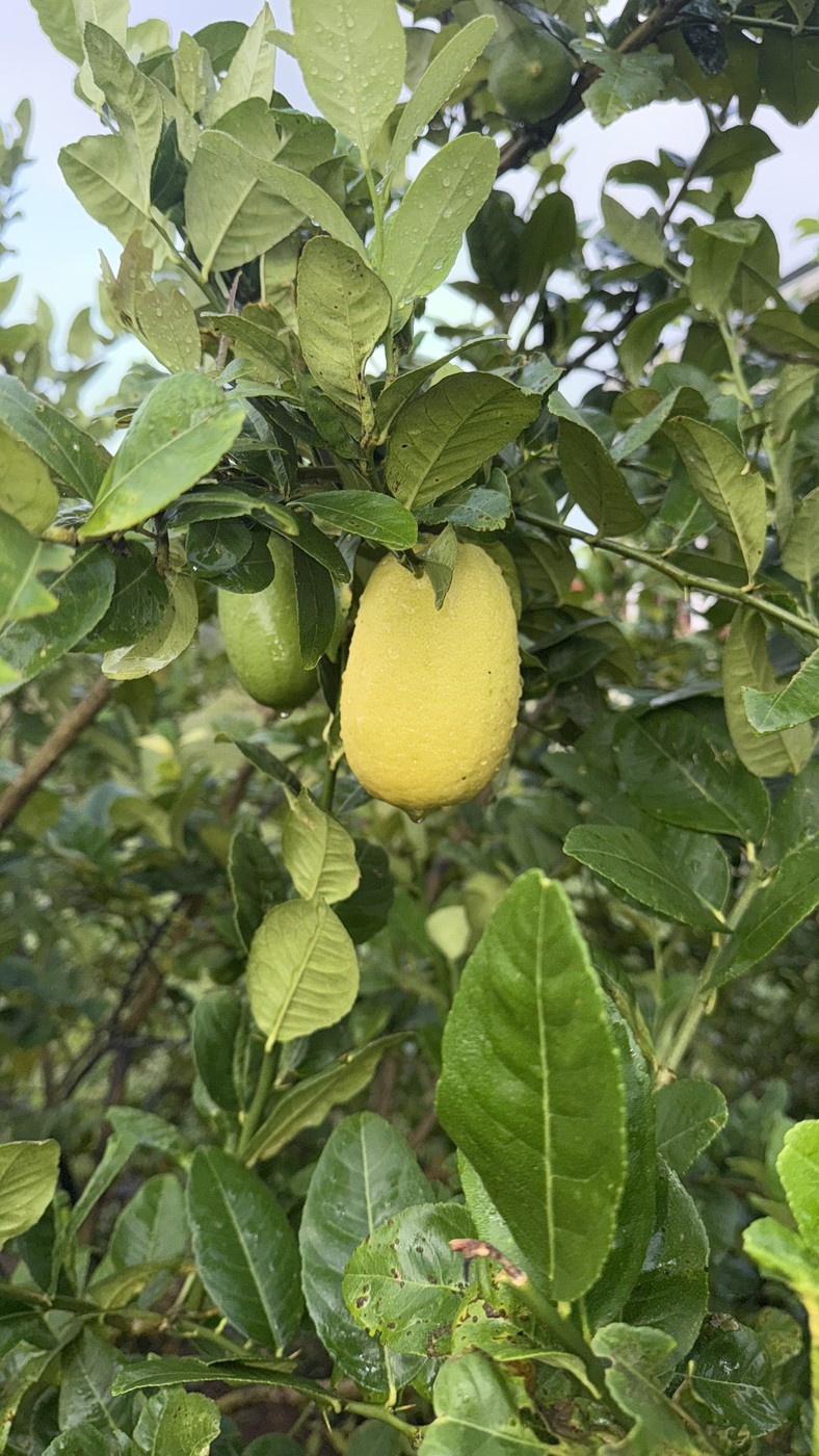 A ripening lemon on the tree in the Makaya Farms orchard