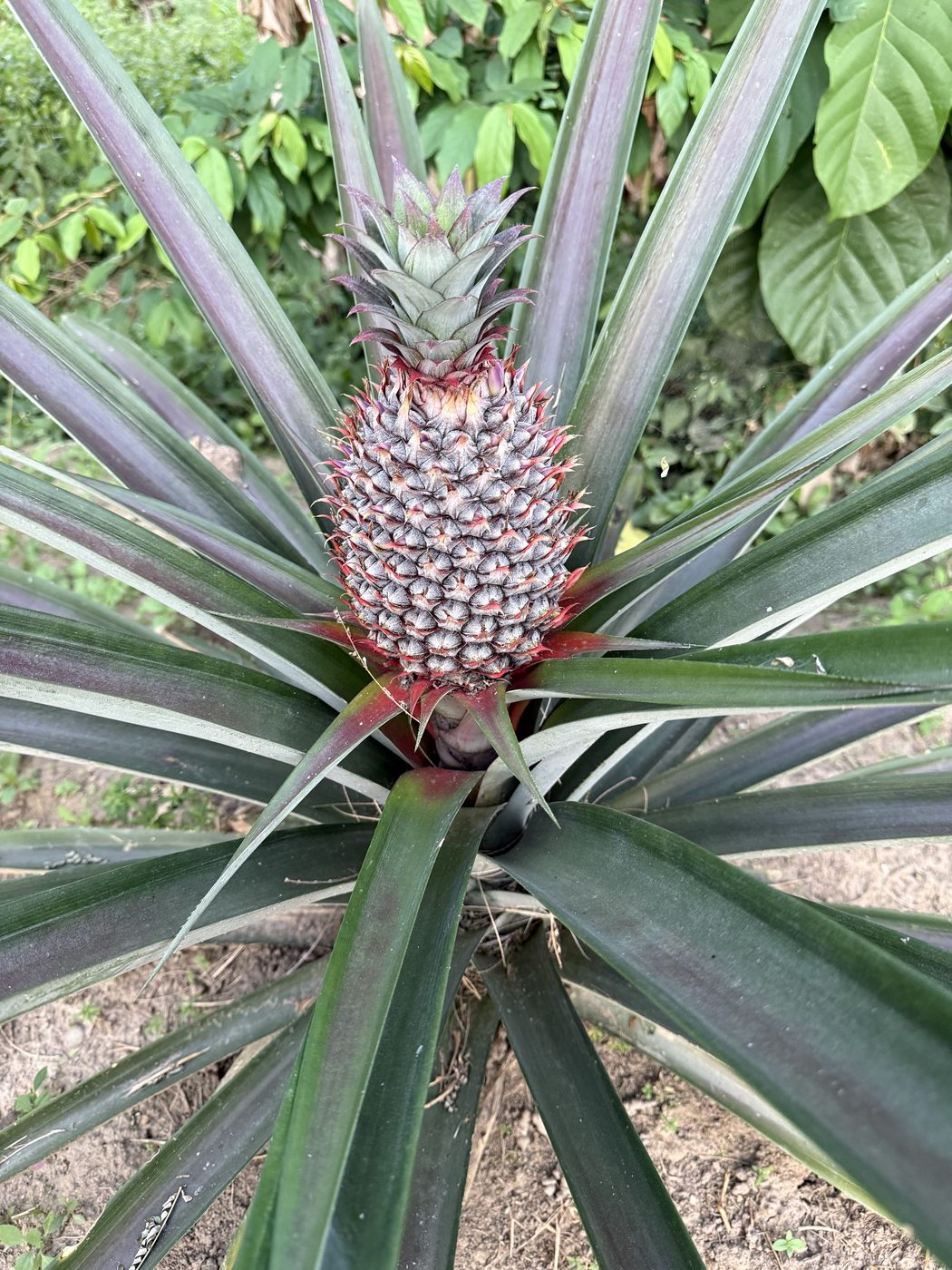 A pineapple ripening on the plant in the Makaya Farms orchard