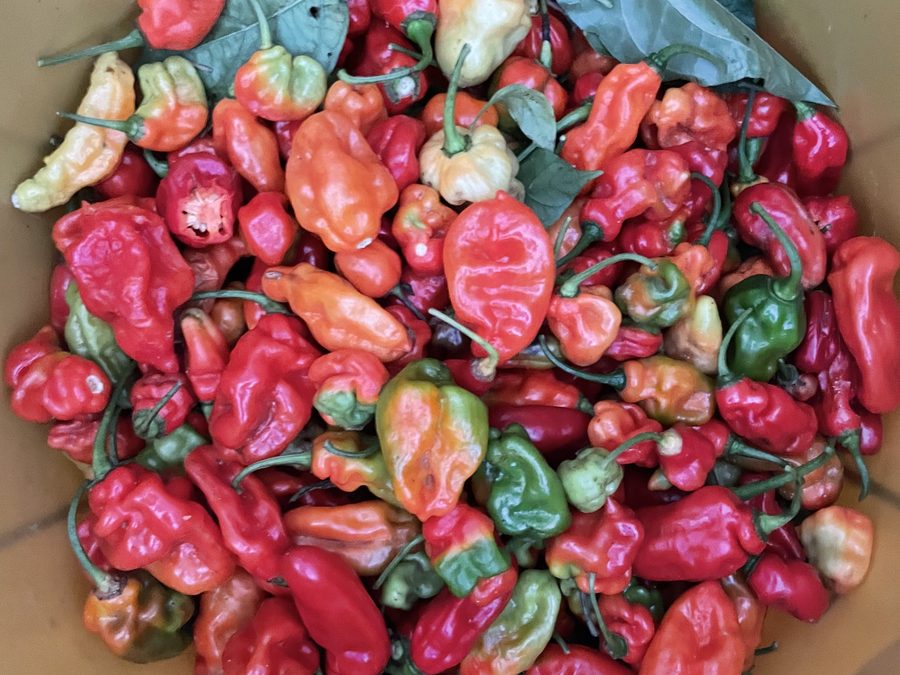 Pepper