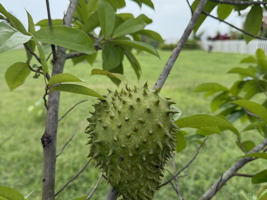 Soursop