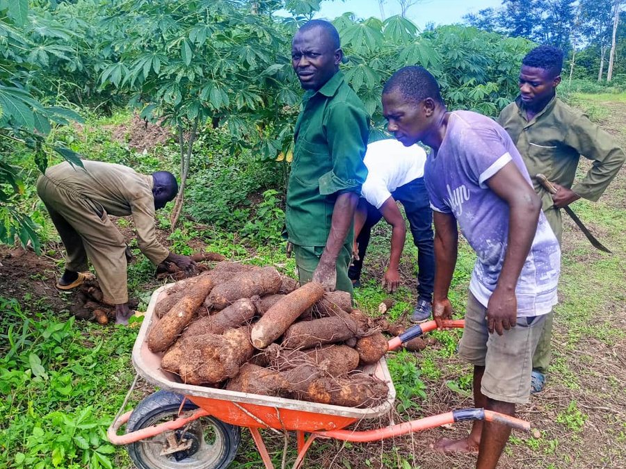Makaya yam, freshly harvested from the estate
